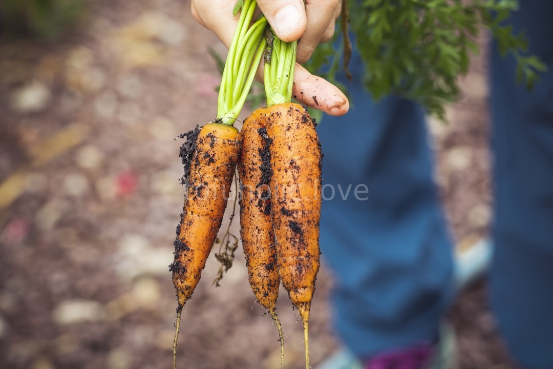 Nutrient Dense